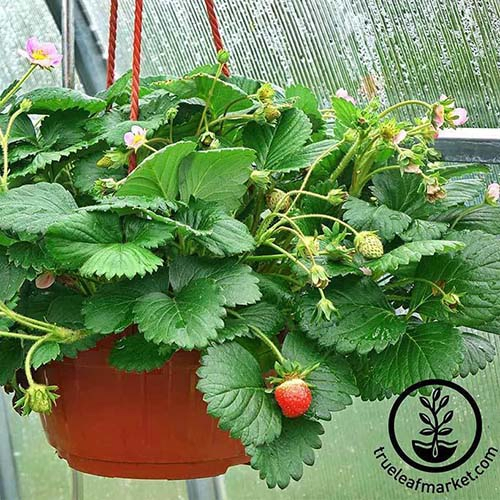 A close up of a hanging basket containing a strawberry plant of the 'Berries Galore' variety with bright green foliage and small developing fruits. To the bottom right of the frame is a circular logo and black text.