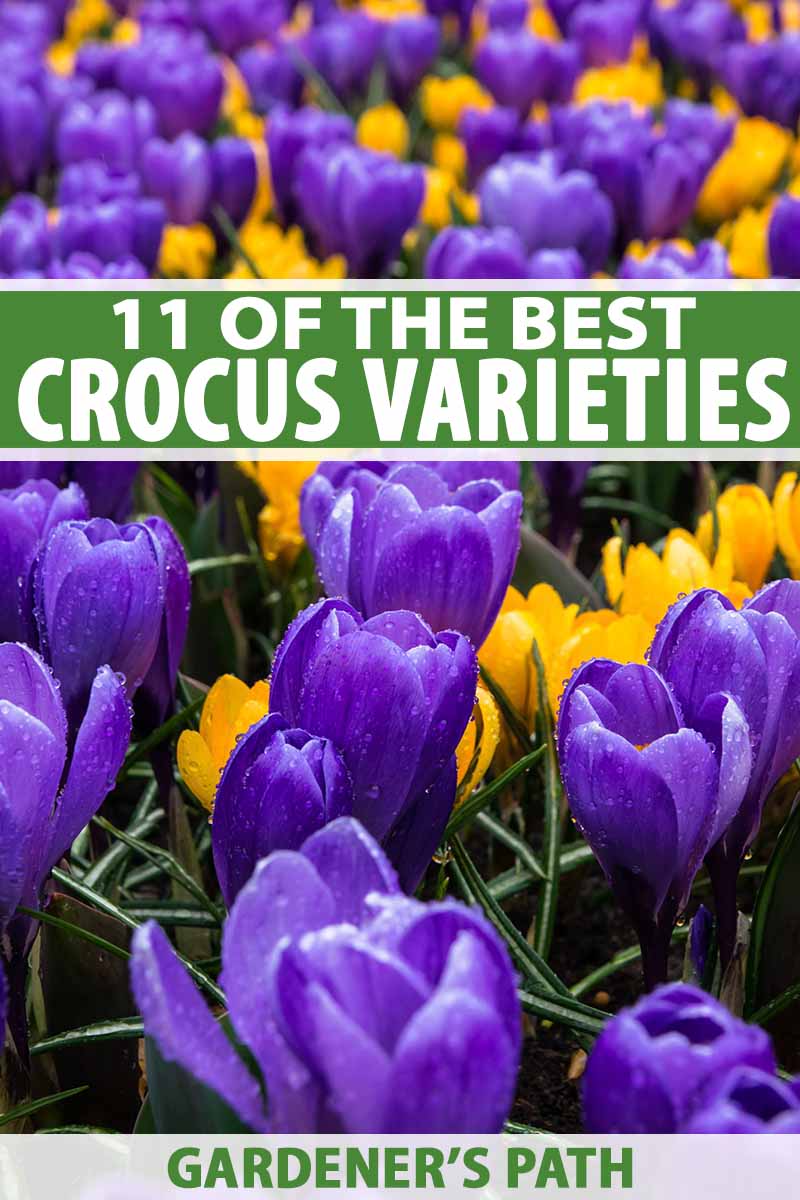 11 Of The Best Crocus Varieties For Your Garden Gardener S Path