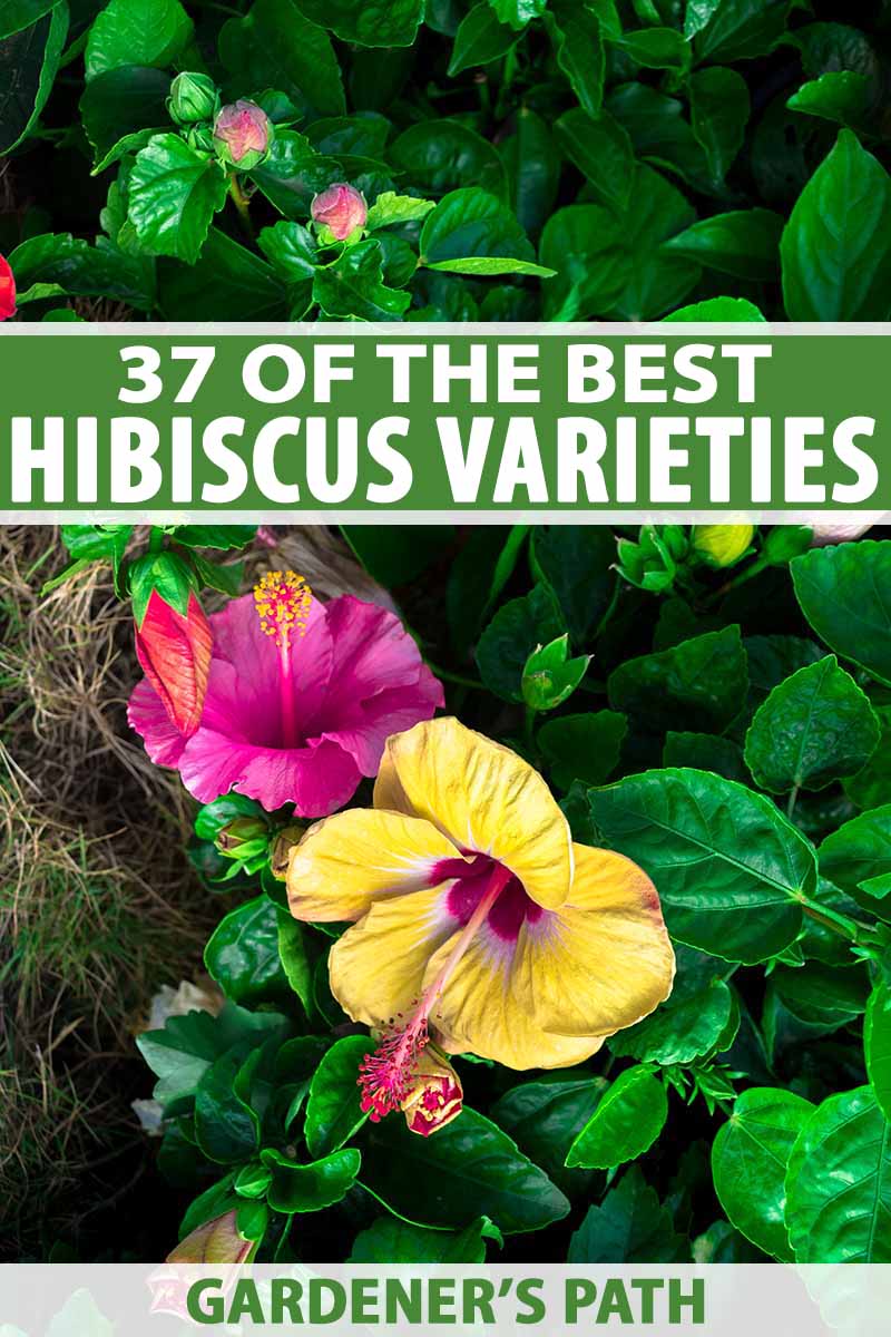 37 Of The Best Hibiscus Varieties Gardener S Path