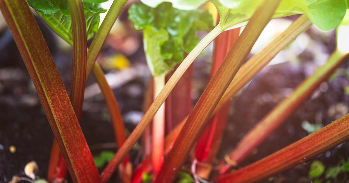 https://gardenerspath.com/wp-content/uploads/2020/02/Best-Rhubarb-Varieties-FB.jpg