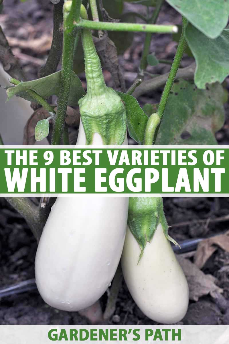 A vertical picture of white eggplants growing in the garden with long, thin fruits in creamy white surrounded by green foliage. To the center and bottom of the frame is green and white text.
