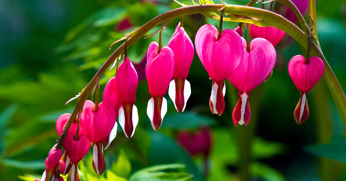 Image of Bleeding hearts flowers