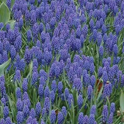 A close up of the 'Blue Grape' variety of hyacinth growing in a field with bright blue flowers surrounded by upright green foliage.