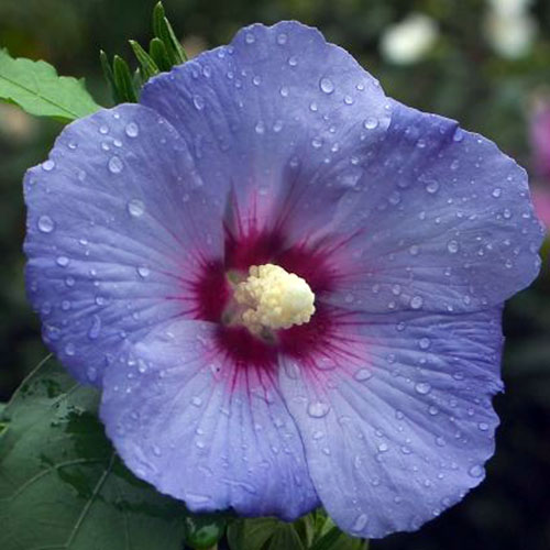 A close up of the flower of the H. syriacus 'Blue Satin' variety, with blue petals and a bright red central eye edged in pink, on a dark soft focus background.
