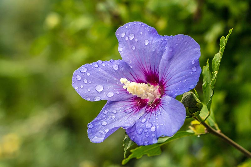 A close up of a light purple flower with a dark red eye and light yellow staminal column, covered in water droplets on a green soft focus background. The bloom is from the H. syriacus variety 'Blue Satin.'