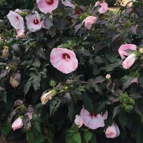 A 'Blush' hibiscus shrub growing in the garden with dark green foliage and an abundance of pink blooms with deep red central eyes, in light sunshine.