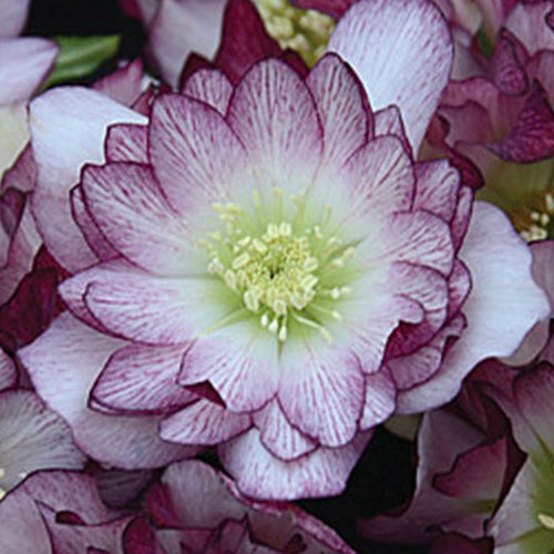 A close up of the 'Blushing Bridesmaid' variety of Helleborus, with creamy white petals and sepals, with contrasting purple and pink edging and veins on a soft focus background.