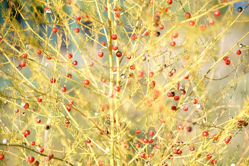 A close up of a female asparagus plant that has been pollinated and produced red berries, with yellow foliage in bright sunshine.