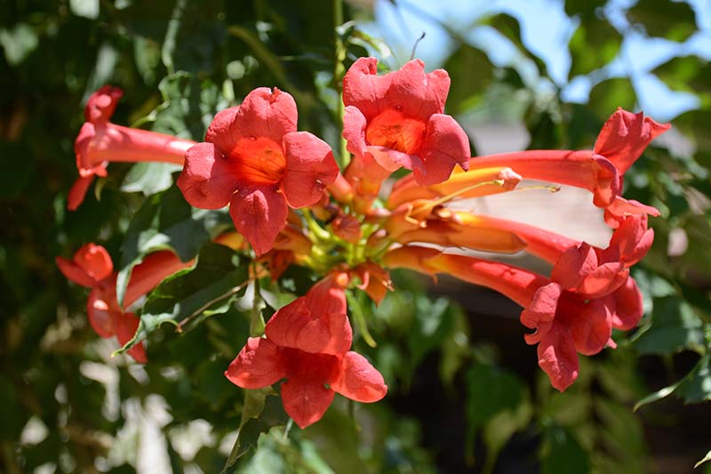 A close up of bright red, trumpet shaped Bignonia capreolata flowers growing in the garden in bright sunshine.
