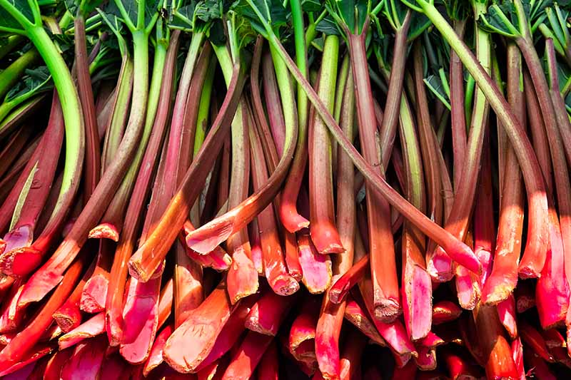 A close up of a fresh harvest of rhubarb stalks in reddish brown and light green, with foliage still attached, pictured in bright sunshine.