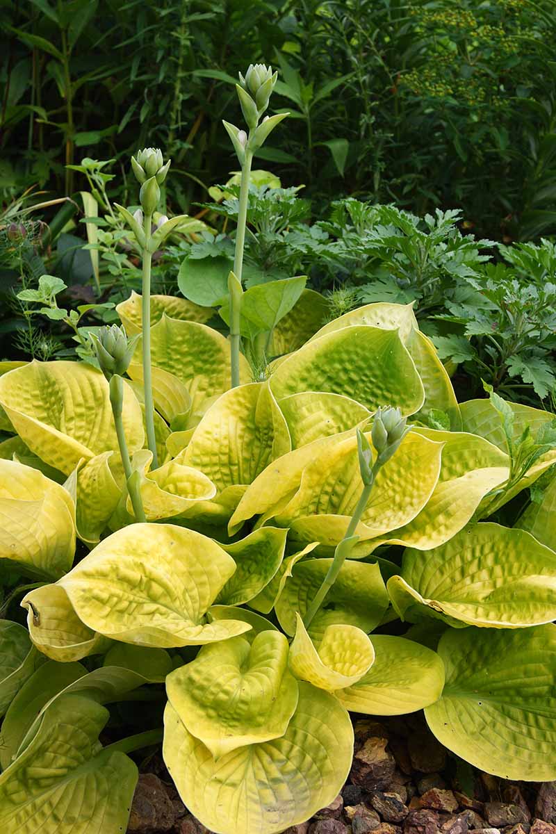 A vertical picture of a garden scene and in the foreground is a large hosta plant of the 'Maui Buttercup' variety with golden leaves and upright flower stems in a shady setting fading to soft focus in the background.