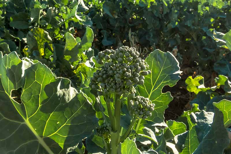 A close up of a broccolini plant growing in the garden in filtered sunshine fading to soft focus in the background.