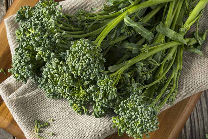 A close up of the florets of broccolini set on a rustic beige fabric, on a wooden chopping board in light sunshine.