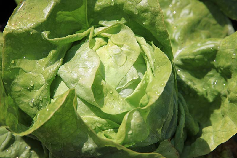 A close up of a butterhead lettuce growing in the garden with water droplets on the leaves, pictured in light sunshine on a dark background.