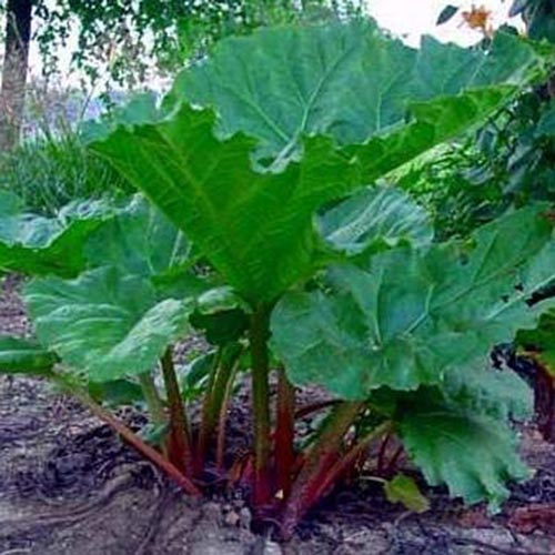 A close up of the 'Canadian Red' variety of rhubarb growing in the garden, with large bright green leaves and red stalks, with a garden scene in soft focus in the background.