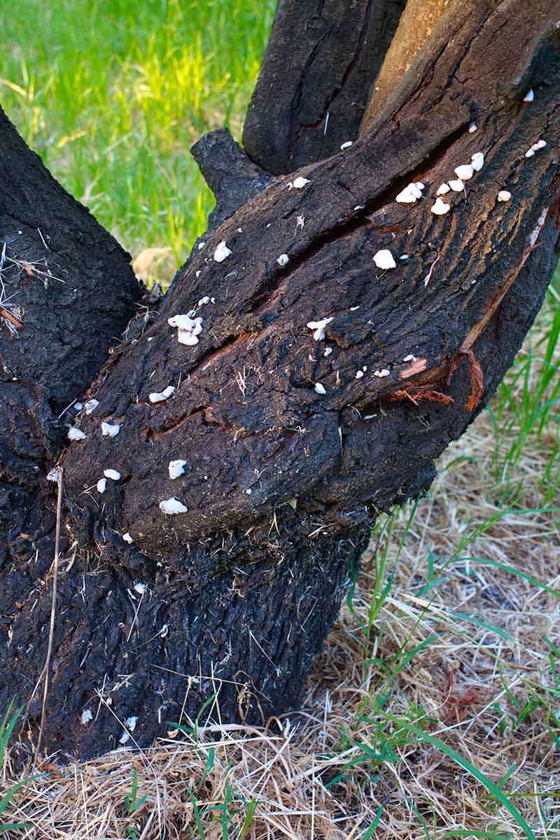 A close up of the trunk of a tree showing white canker growth characteristic of Armillaria root rot, with lawn in soft focus in the background.