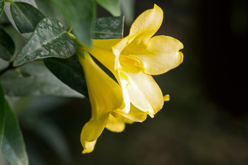 A close up of the bright yellow Carolina jessamine flowers, showing the trumpet shape, surrounded by dark green foliage on a soft focus background.