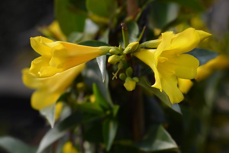 A close up the flowers of the Carolina jessamine vine just starting to open in the spring, with small unopened buds and foliage surrounding. The background is dark in soft focus.