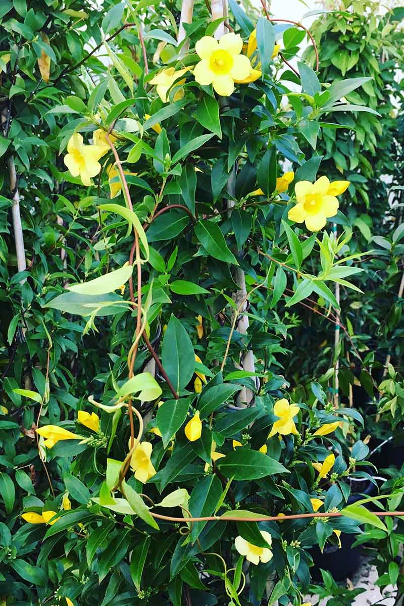 A vertical picture of a Gelsemium sempervirens vine growing up a trellis in the garden, with bright yellow trumpet shaped flowers surrounded by lush dark green foliage in light sunshine.