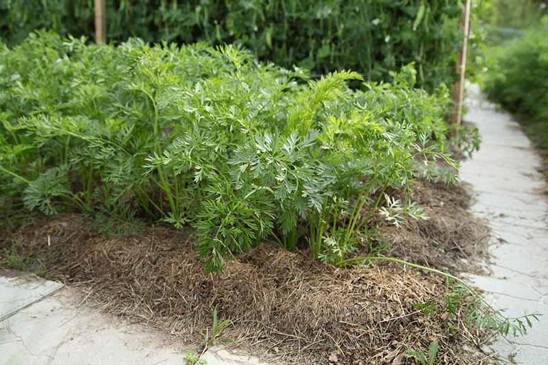 A carrot crop planted in the garden surrounded by straw mulch next to a paved pathway with bean plants in soft focus in the background.