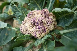 A close up of a cauliflower head that should be developing white curds but instead is tinged with purple discoloration, set amongst the dark green leafy foliage.