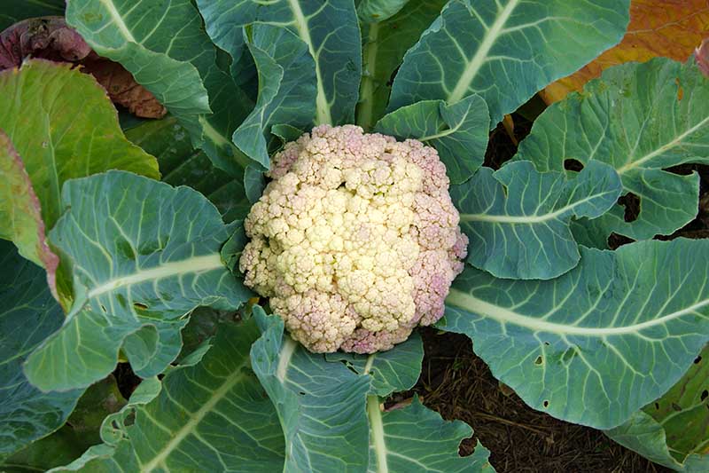 A close up top down picture of a cauliflower head with creamy white curds in the center but with purple colored tinge on the outside of the head, surrounded by large dark green foliage with pale stems and veins, on a soft focus background.