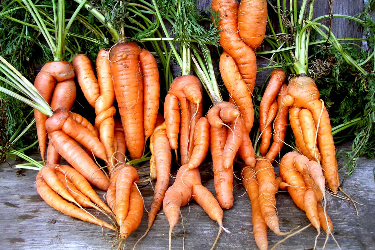 A close up of a collection of deformed carrots in various shapes and sizes, none of the roots perfectly straight, set on a wooden surface.