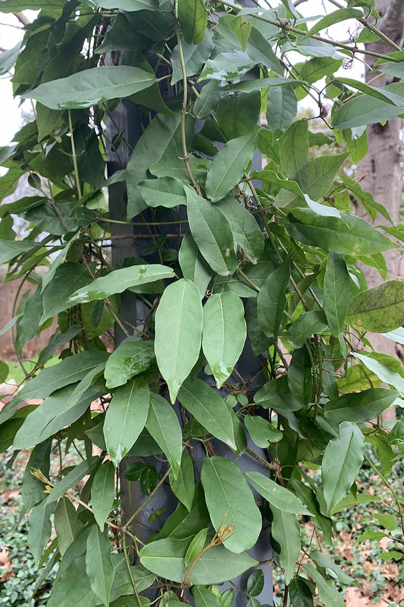 A close up vertical picture of the foliage of a young Bignonia capreolata vine growing up a gray pillar with a garden scene in soft focus in the background.