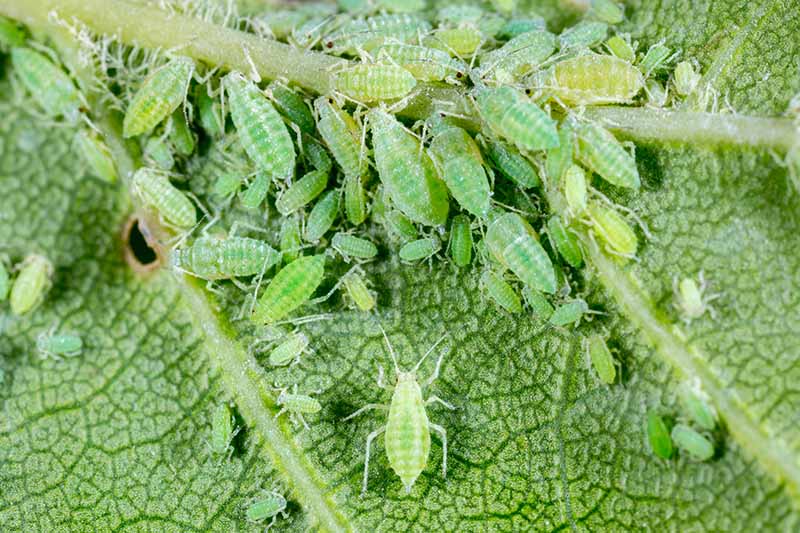 A close up picture showing a green leaf with light green veins covered in tiny aphids.