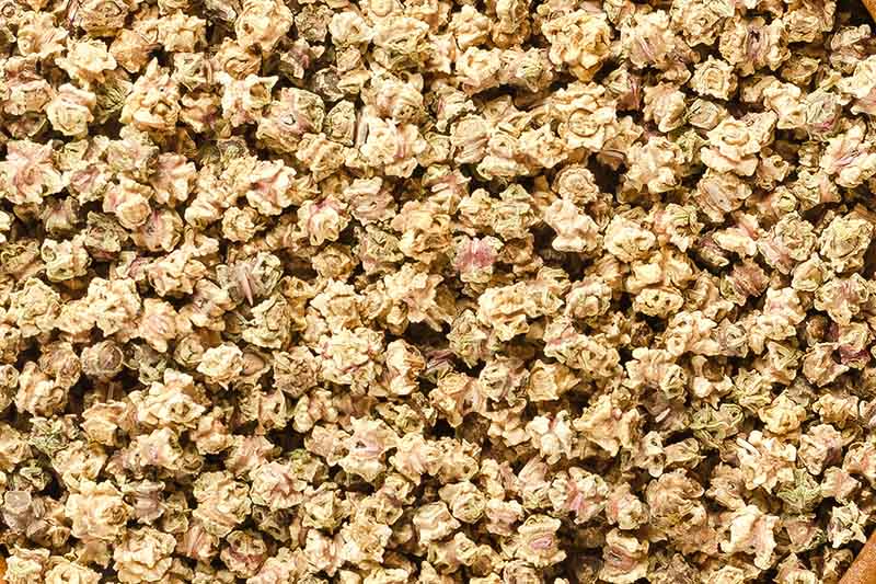 A close up background picture of light brown beet seeds, ready for sowing.
