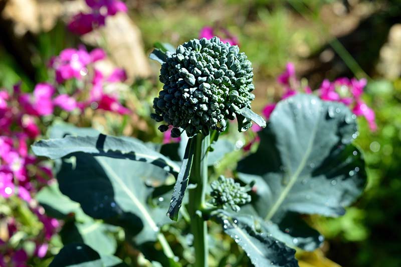 A close up of a broccolini floret with leaves lightly spotted with water droplets, growing in the garden in bright sunshine, with pink flowers in soft focus in the background.