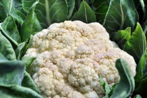 A close up of a cauliflower head that has gone fuzzy around the edges, a condition known as ricing, pictured amongst dark green foliage.