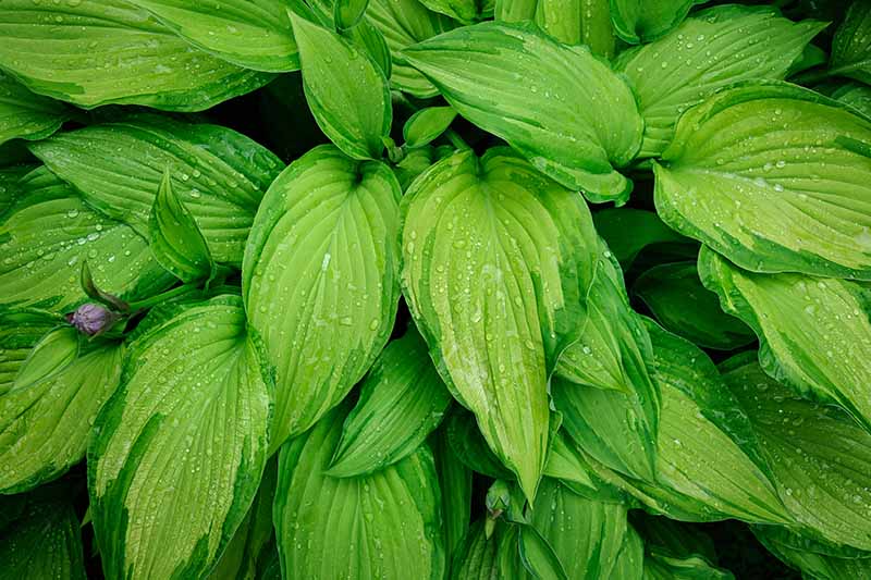 A close up of the large bright green leaves of the 'Gold Standard' cultivar of hosta plants, with water droplets and a small purple flower to the left of the frame.