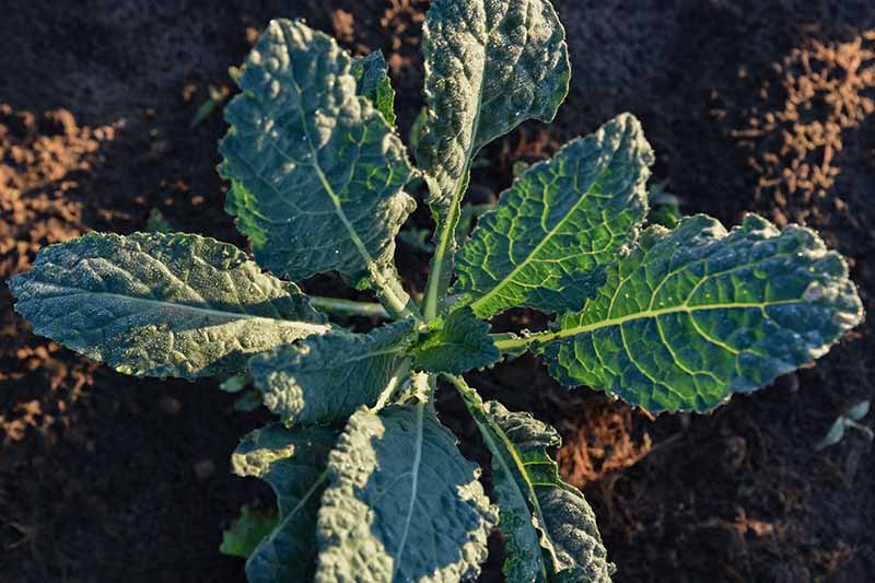 A top down close up of a mature kale plant with large dark green leaves and pale green stems, with soil in the background in bright sunshine.