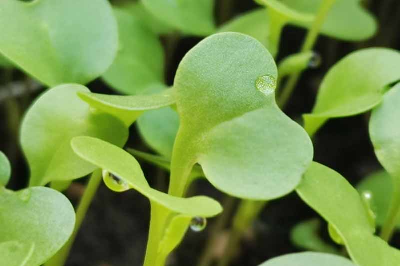 A close up of microgreen shoots, with small water droplets on the tiny leaves that are pushing through the soil, fading to soft focus in the background.
