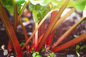 A close up of the red stalks of the rhubarb plant growing in the garden, with bright green foliage on a soft focus background.