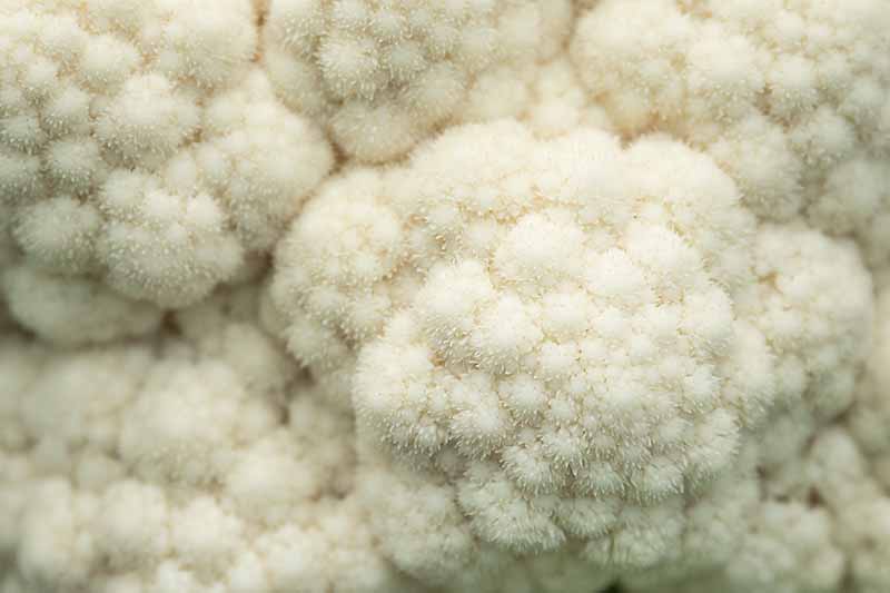 A close up of the white curds of a cauliflower head with a slightly fuzzy appearance due to a condition called ricing.