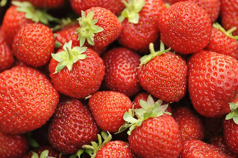 A close up of bright red, ripe strawberries fading to soft focus in the background.