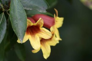 A close up of the trumpet shaped, red and yellow flowers of the crossvine, Bignonia capreolata, flanked by dark green foliage on a soft focus background.