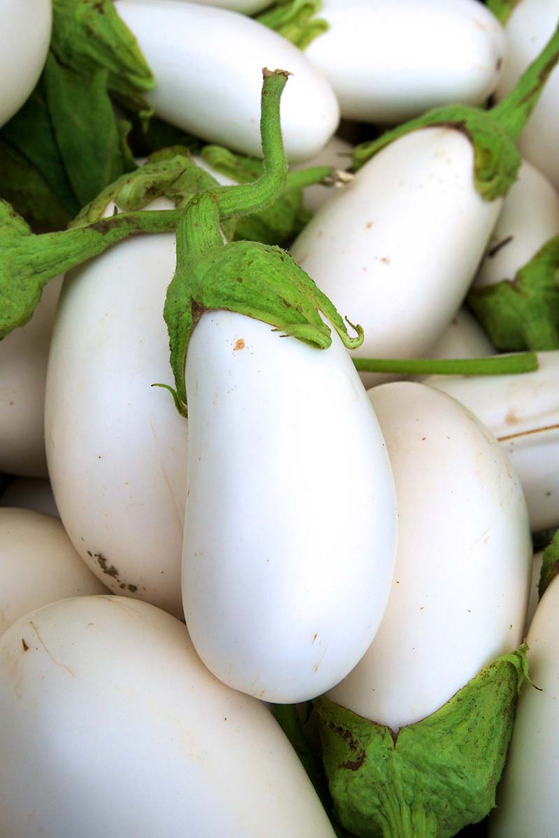 A vertical close up of freshly harvested white aubergines with creamy white skin contrasting with green tops.