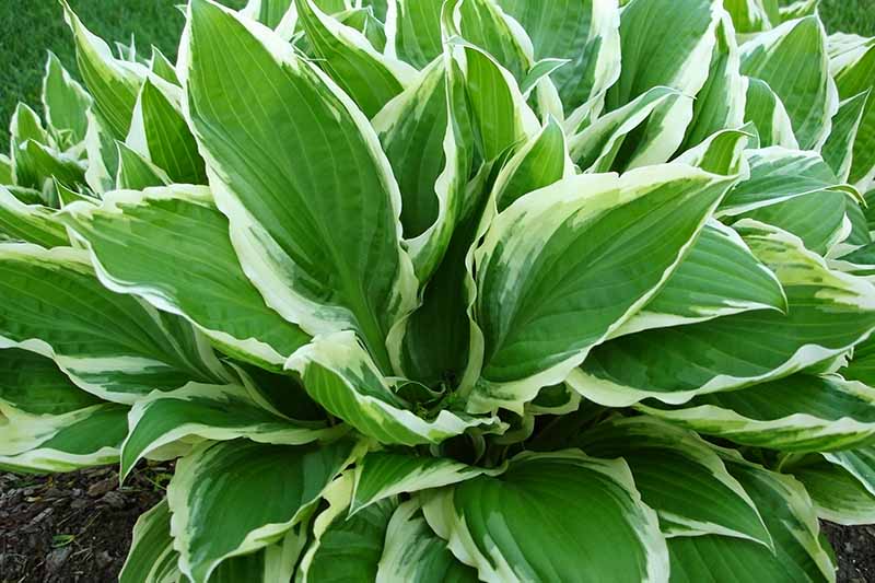 A close up of a 'Wide Brim' variety of hosta plant, with large leaves in bright green with pale green to white edging, growing in the garden fading to soft focus in the background.