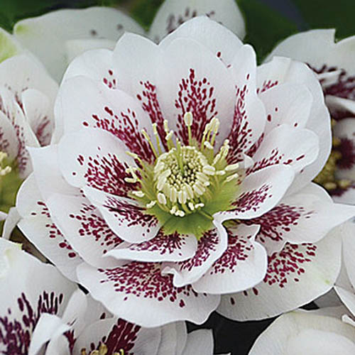 A close up of a flower of the 'Confetti Cake' variety of Helleborus, with white petals and contrasting speckling in dark burgundy on a soft focus background.
