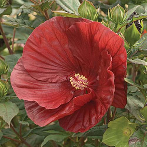 A close up of a deep red hibiscus 'Cranberry Crush' flower pictured surrounded by green foliage fading to soft focus in the background.
