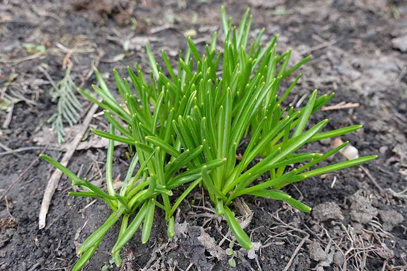 A close up of green crocus foliage on dark soil fading to soft focus.