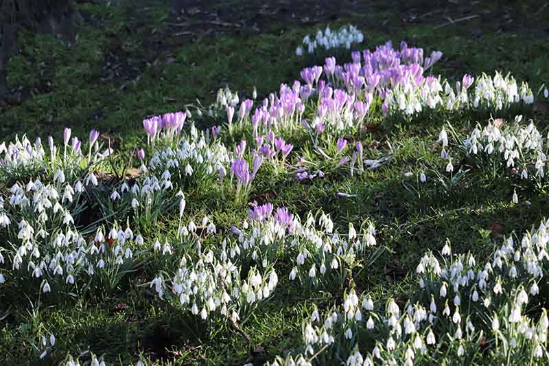 A field of crocus and snowdrop flowers coming through the lawn in light sunshine.