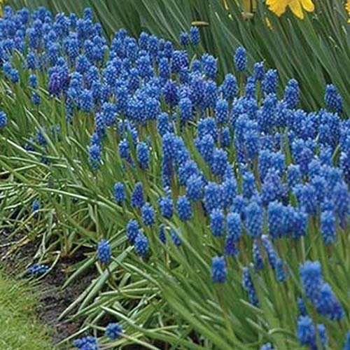 A border in the garden with daffodils and large clumps of the 'Dark Eyes' variety of Muscari flowers.