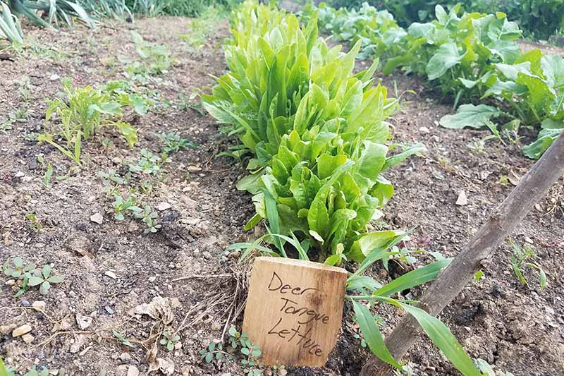 A garden scene with a row of 'Deer Tongue' lettuce growing in a neat row with long upright leaves, surrounded by soil. In the foreground is a wooden sign.