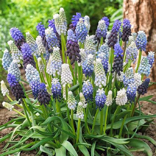 A close up of a clump of Muscari flowers in various colors ranging from white to deep purple on a soft focus background.