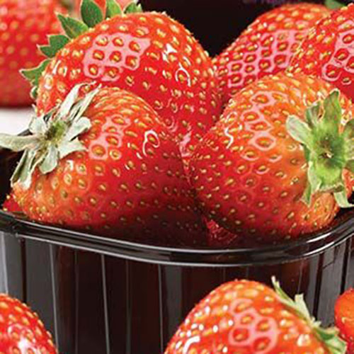 A black plastic container containing ripe red 'Delizzimo' strawberries pictured close up.