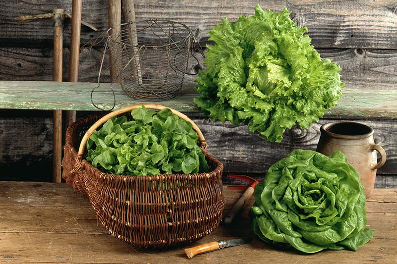 Three different types of lettuce, one pictured in a rustic basket set on a wooden surface, another set directly on the wooden surface, the third frilly one set on a rustic green shelf next to a wire basket. In the background is a wood slatted wall.